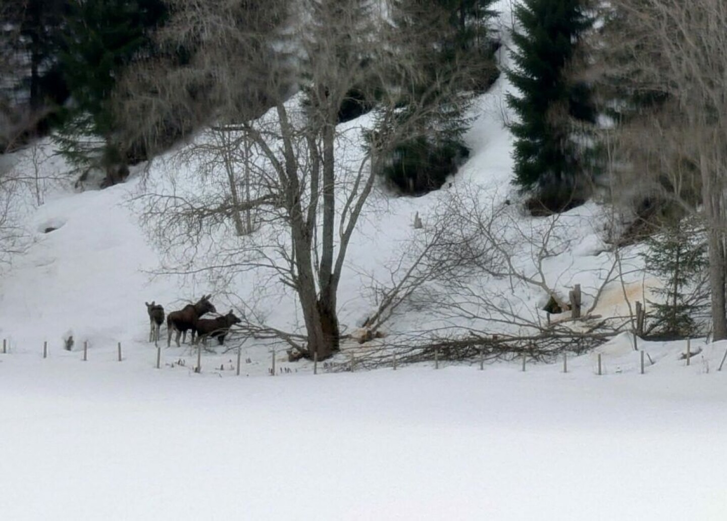 Foto: Torbjørn Guldseth