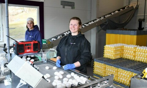 Marit Kulseth (21 år) og Hilde Karin Stokke (25 år) sorterer og vasker eggene før de pakkes på brett. Hver dag legges det ca. 7300 egg.