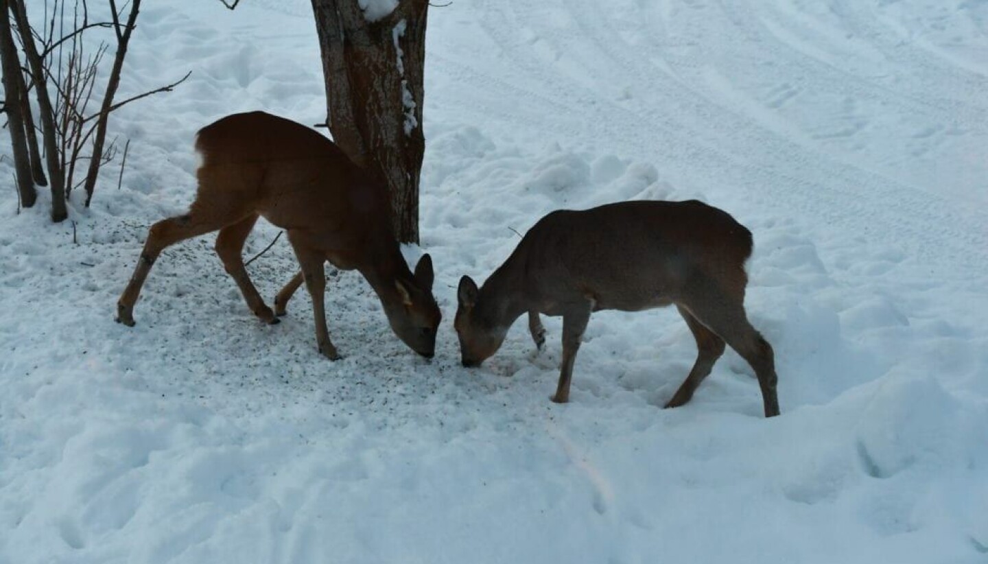 Det har vært mange påkjørsler av rådyr i vinter. Illustrasjonsbilde.