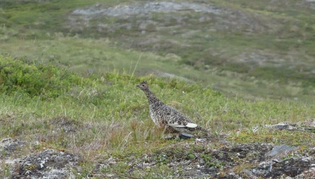 Tilbakeblikk – om lite rype, byggefelt i Selliåsen og den beste ...