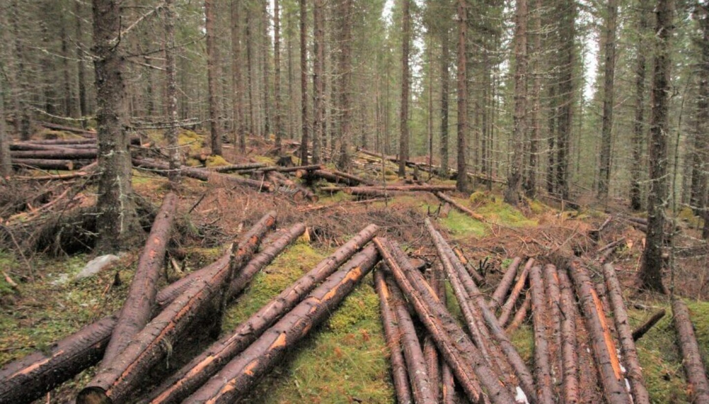 Arkivbilde