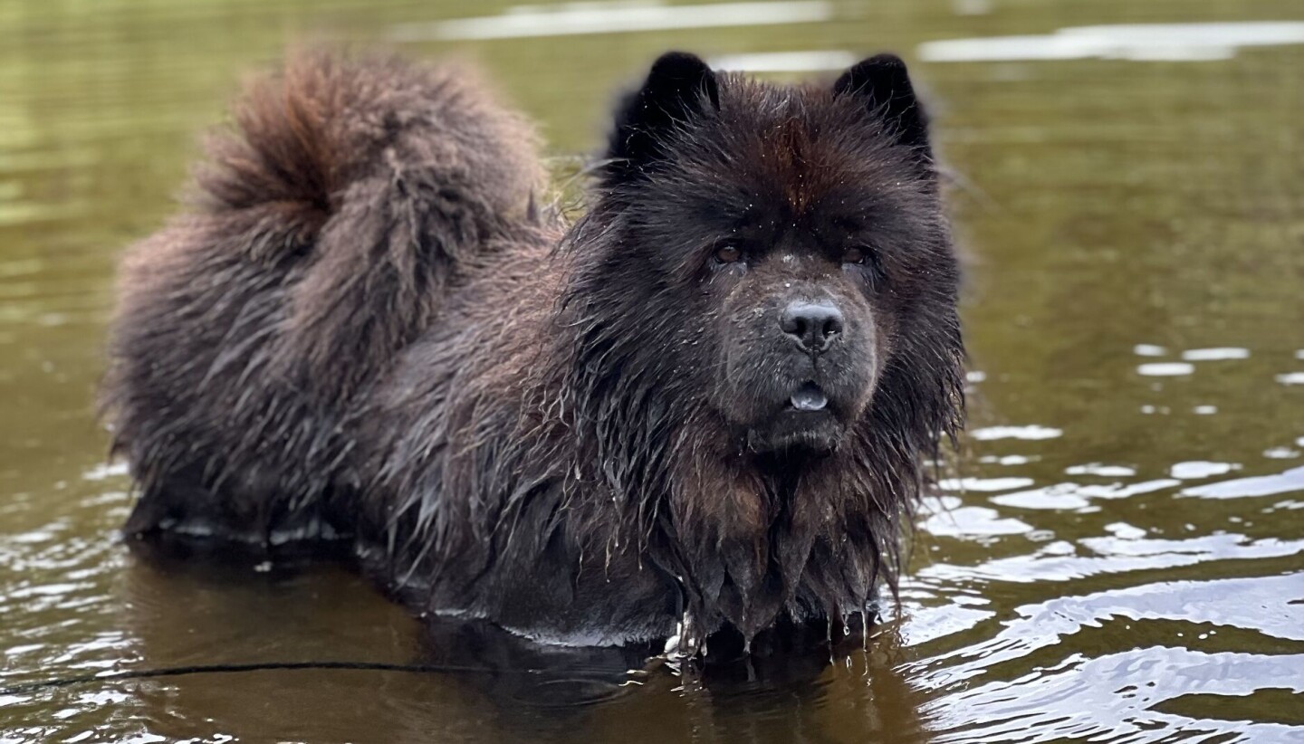 Emma er 8 år og av rasen chow chow. Foto: Privat