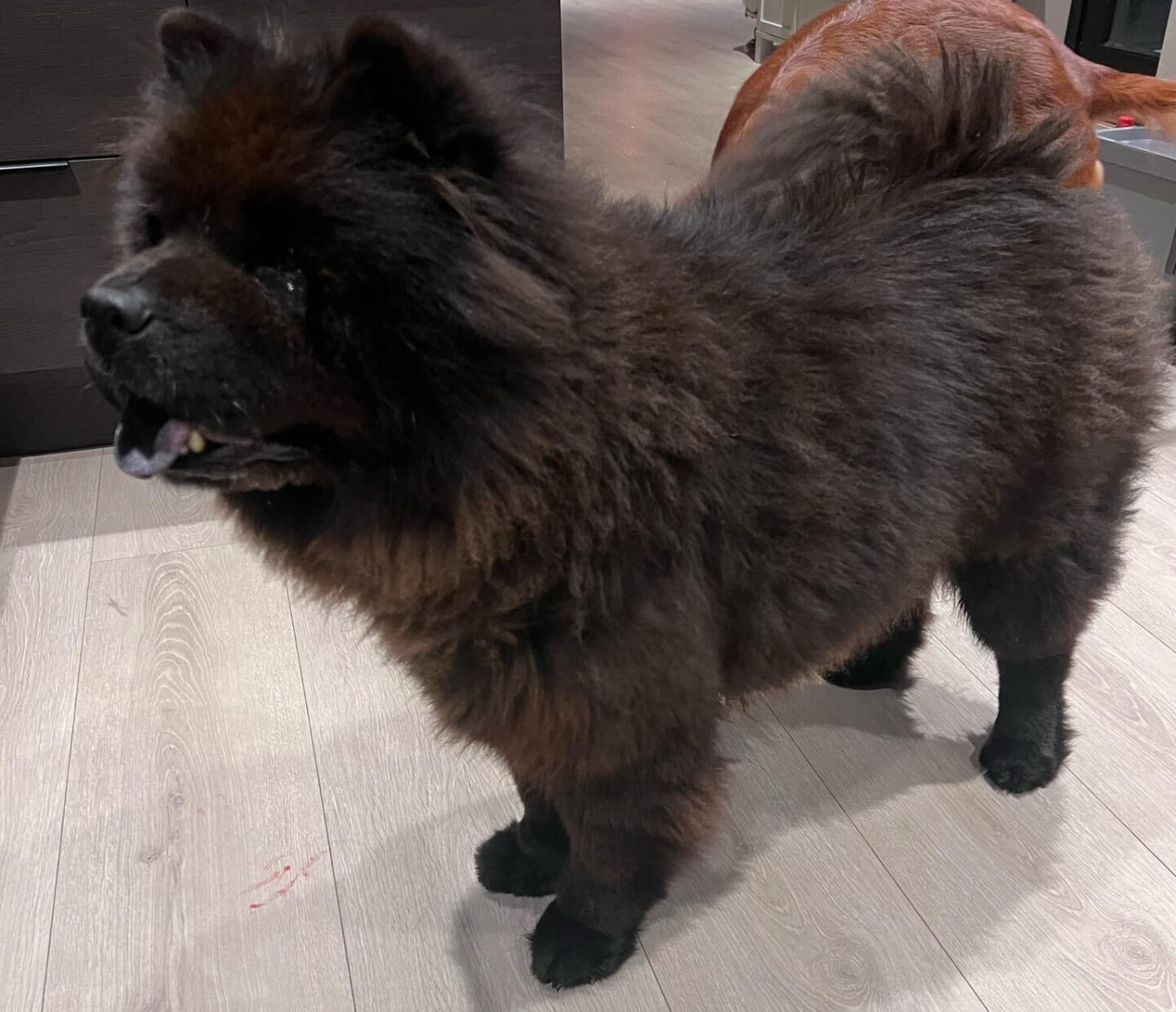 Den 8 år gamle chow chowen Emma har vært borte fra sin familie i Selbu i hele 12 dager. Natt til 4. juledag ble det en lykkelig gjenforening – og hunden virker å være i god form. Foto: privat
