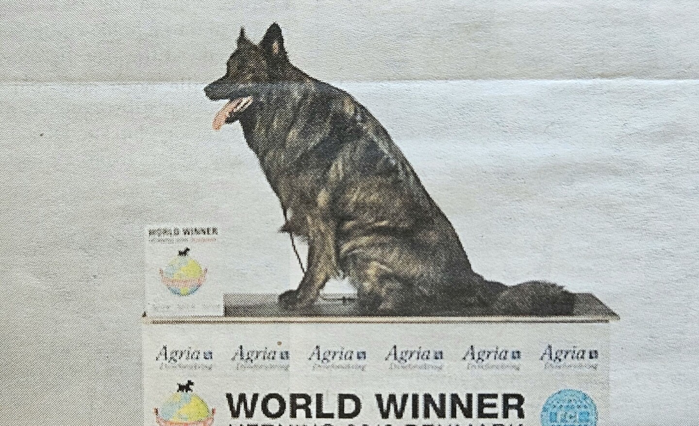 PÅ PALLEN. Ivri (Irvin Van Oscarli) opprinnelig fra Nederland, her på pallen under verdens største hundeshow i Danmark i Juni. Foto: Arkiv