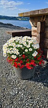 Blomsterpotte med hvite og røde blomster står ved en trebenk nær vannet.